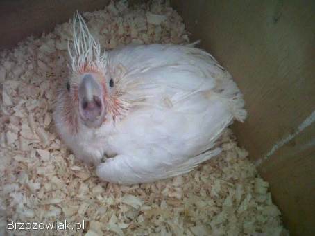 Kolorowe papugi i jaja papug na sprzedaż