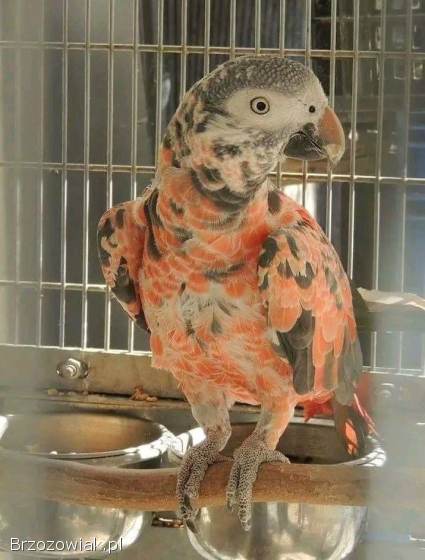 Kolorowe papugi i jaja papug na sprzedaż