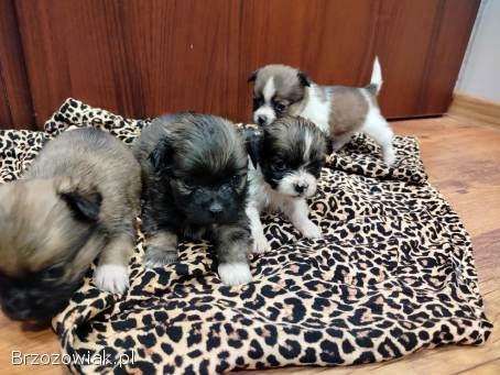 Szczeniaczki maltańczyk ShiTzu