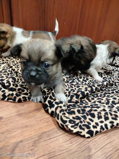 Szczeniaczki maltańczyk ShiTzu