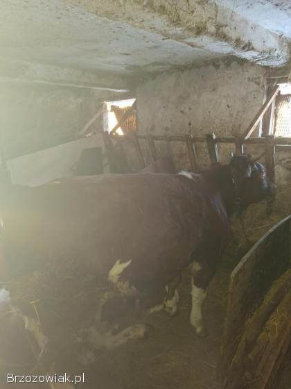 Sprzedam trzy jałówki pod zacielenie