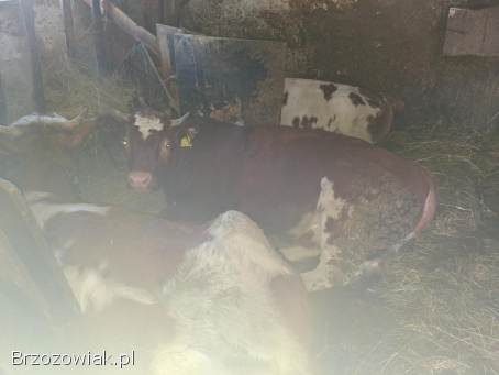 Sprzedam trzy jałówki pod zacielenie