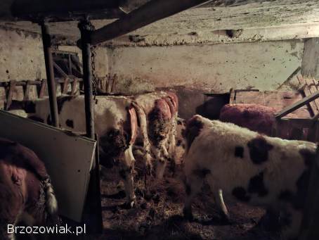 Sprzedam trzy jałówki pod zacielenie