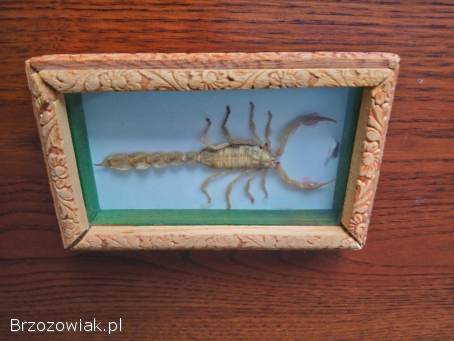 Skorpion w drewnianej ramce