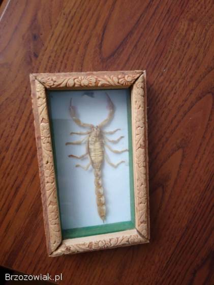 Skorpion w drewnianej ramce