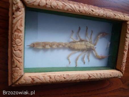 Skorpion w drewnianej ramce