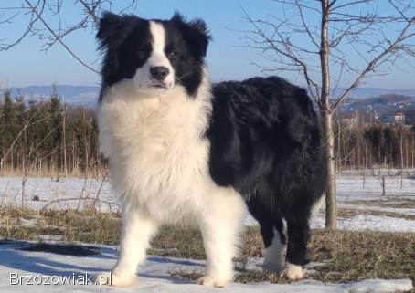 Reproduktor ZKwP FCI -  Krycie -  Border Collie