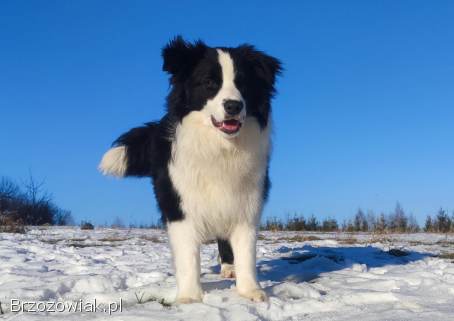 Reproduktor ZKwP FCI -  Krycie -  Border Collie