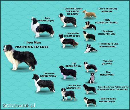 Reproduktor ZKwP FCI -  Krycie -  Border Collie