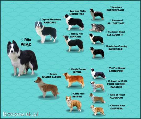 Reproduktor -  Krycie -  Border Collie