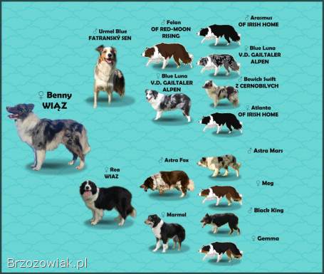 Reproduktor -  Krycie -  Border Collie