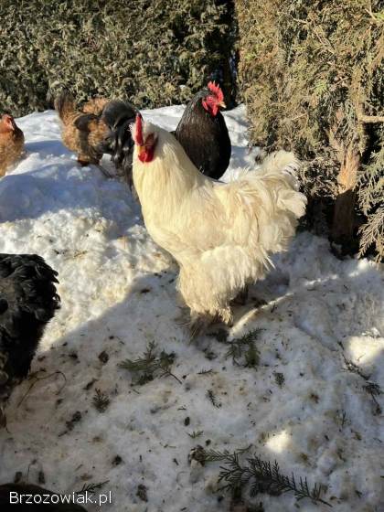 Sprzedam Koguty Kochin Olbrzymi