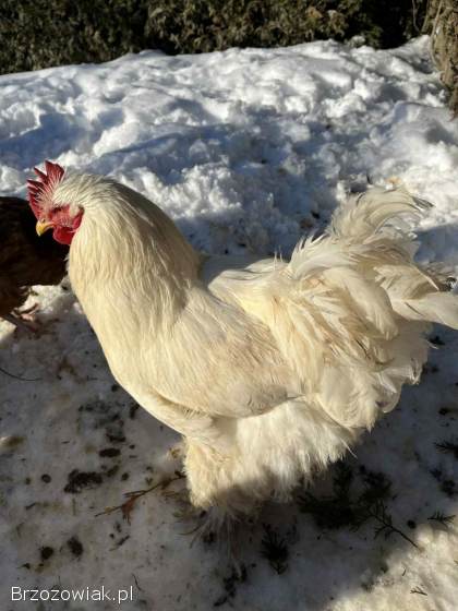 Sprzedam Koguty Kochin Olbrzymi