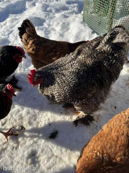 Sprzedam Koguty Kochin Olbrzymi