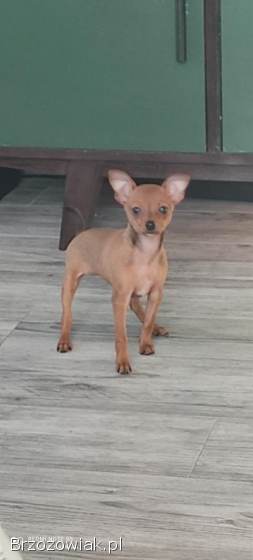 ODDAM TYLKO W DOBRE RĘCE