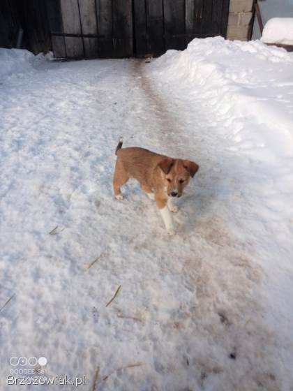 Pieski,  psy,  szczeniaki oddam