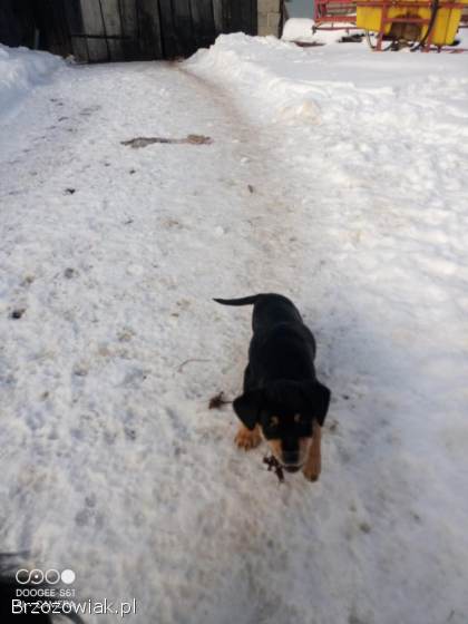 Pieski,  psy,  szczeniaki oddam