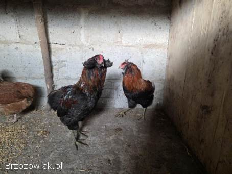 Araukana bezogoniasta para