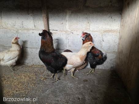 Araukana bezogoniasta para