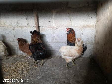 Araukana bezogoniasta para