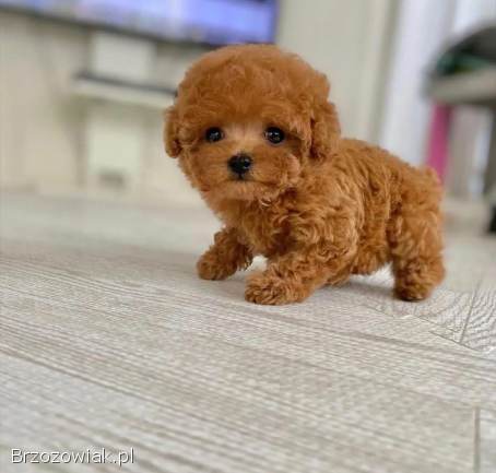 Urocze szczeniaki pudla miniaturowego do adopcji.