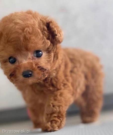 Urocze szczeniaki pudla miniaturowego do adopcji.