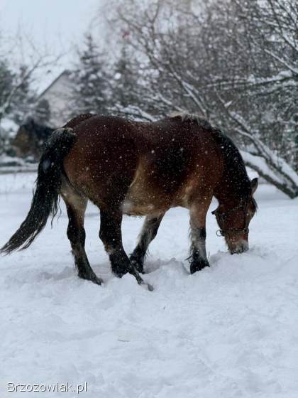 Sprzedam dwie klacze zimnokrwiste