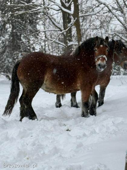 Sprzedam dwie klacze zimnokrwiste