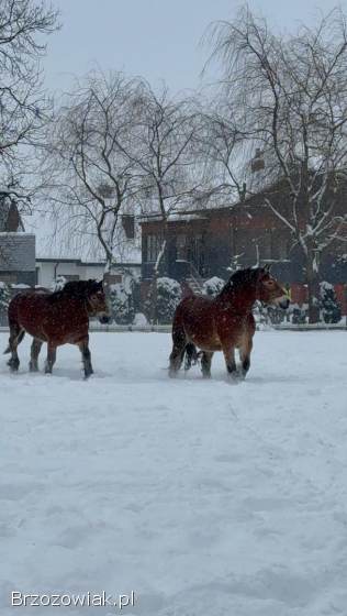 Sprzedam dwie klacze zimnokrwiste