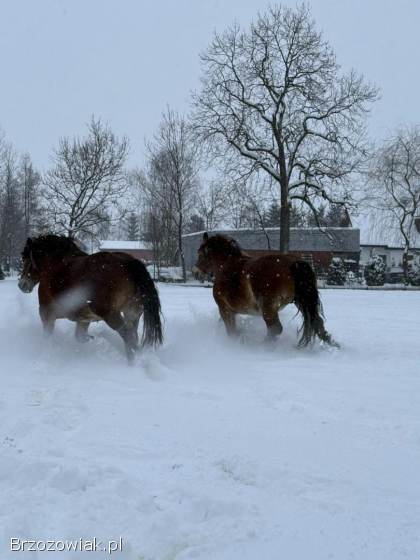 Sprzedam dwie klacze zimnokrwiste