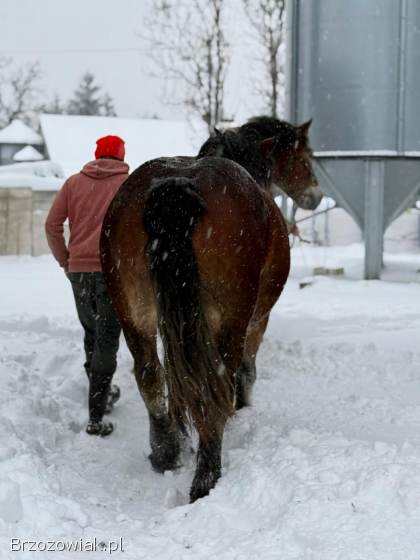 Sprzedam dwie klacze zimnokrwiste