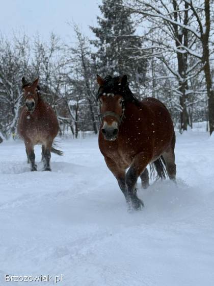 Sprzedam dwie klacze zimnokrwiste