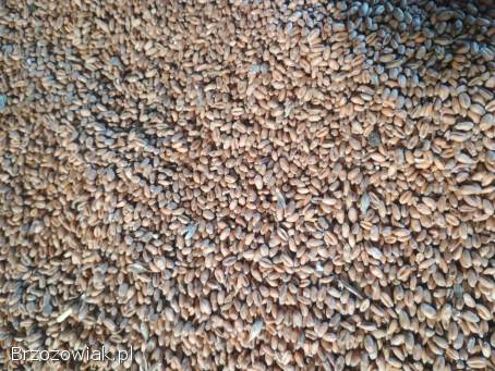 Pszenica ozima Buldoger, ,  owies,  gryka 2025