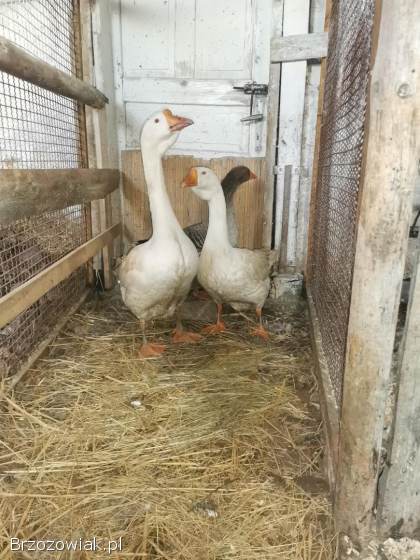 Gęsi chołmogory 9 miesięczne para