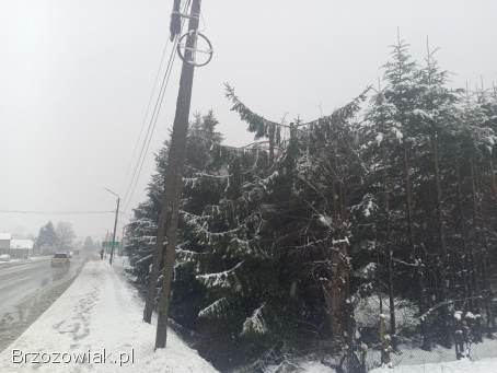 Wycinka drzew metoda alpinistyczna