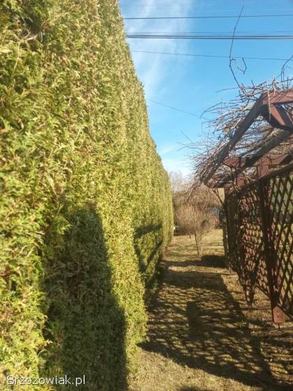 Wycinka drzew metoda alpinistyczna