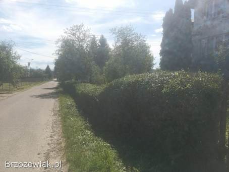 Wycinka drzew metoda alpinistyczna