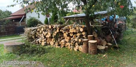 Wycinka drzew metoda alpinistyczna