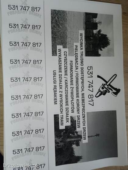 Wycinka drzew metoda alpinistyczna