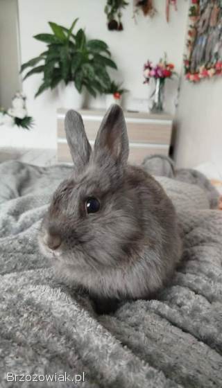 Króliki miniaturki