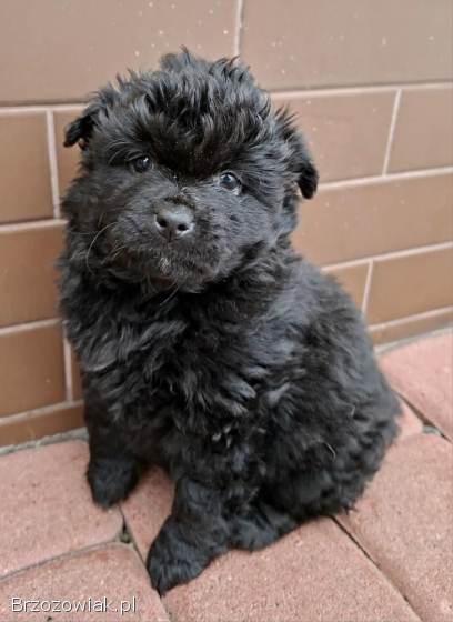 Oddam za darmo śliczne małe szczeniaki.