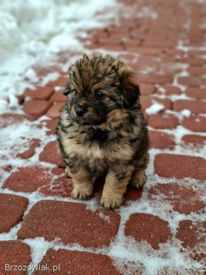 Oddam za darmo śliczne małe szczeniaki.