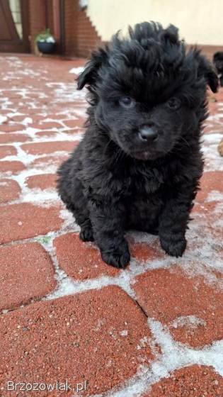 Oddam za darmo śliczne małe szczeniaki.