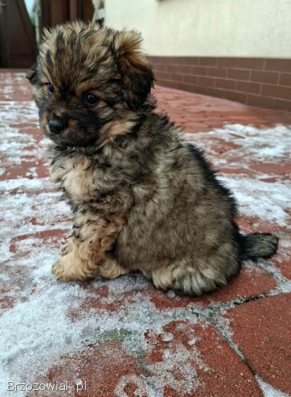Oddam za darmo śliczne małe szczeniaki.