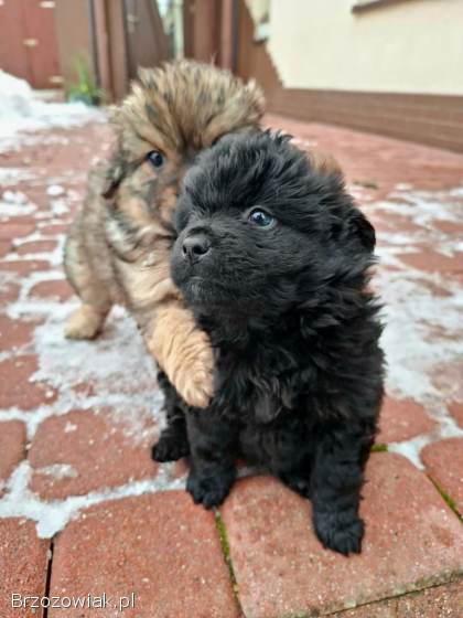 Oddam za darmo śliczne małe szczeniaki.