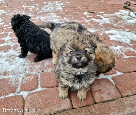 Oddam za darmo śliczne małe szczeniaki.
