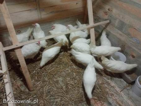 Kury Leghorny 21 tygodnie kokoszki młode