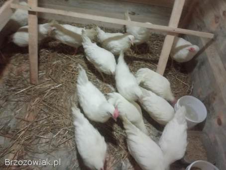 Kury Leghorny 21 tygodnie kokoszki młode