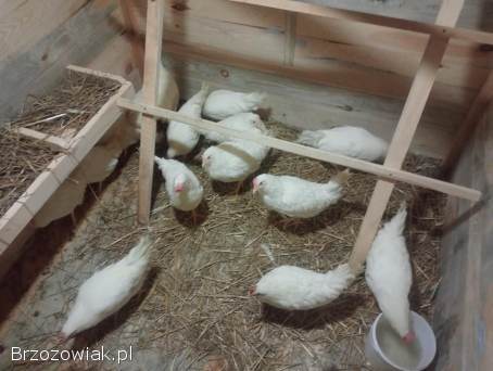 Kury Leghorny 21 tygodnie kokoszki młode