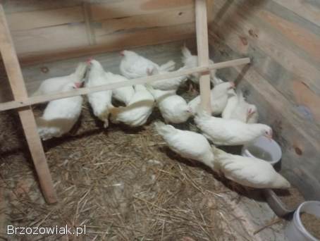 Kury Leghorny 21 tygodnie kokoszki młode